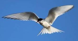 photograph of an arctic tern